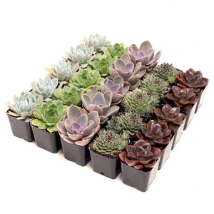 Paquete a granel de suculentas Rosette clásicas, 5 de cada variedad en macetas de 2 pulgadas para maceteros de eventos, diseños de suculentas equilibrados - Product Image 1