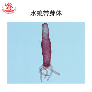 Biological <b>microscope</b> specimens are clearly visible, with typical structures and uniform staining. Biological laboratory, - Product Image 4