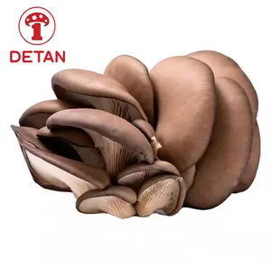 Detan Wholesale Price Of Oyster Mushroom With Thick leaves And Fresh leaves Exported From China.