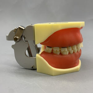 Modèle pour la démonstration et la pratique de la mise à l'échelle du calcul pathologique parodontal - Product Image 5