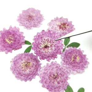 Fiori naturali pressati vero crisantemo essiccato <span class=keywords><strong>viola</strong></span> Mini <span class=keywords><strong>margherita</strong></span> per la decorazione del segnalibro di arte artigianale - Product Image 1