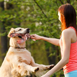 Evcil Hayvan Oyuncağı Köpek Kemiği Molar Çubuk Çiğneme Dayanıklı Köpek Oyuncağı İnteraktif Eğitim Malzemeleri - Product Image 5