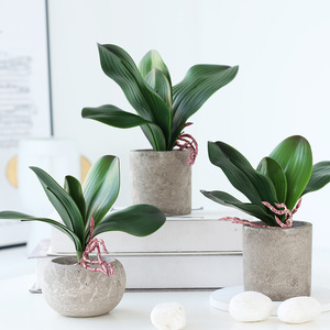 Plante en pot de phalaenopsis artificielle Ruilisi, feuilles très réalistes, décoration intérieure, verdure d'intérieur - Product Image 1
