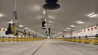 Nouvelle rideau de poulailler avec cadre pour l'apiculture, garantie 1 an, matériau PVC/PE