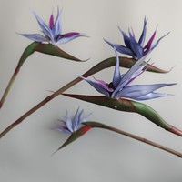Fleur artificielle d'oiseau de paradis en latex de qualité, décoration douce de maison, fleurs de haute garde
