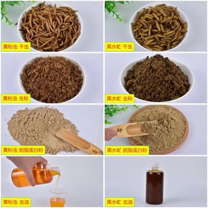 อาหารเสริมโปรตีนแมลงเต่าทองดำแบบเต็มไขมัน สำหรับการเพาะเลี้ยงสัตว์น้ำ สัตว์ปีก และสัตว์เลี้ยง - Product Image 1