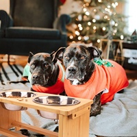 Support de gamelle en bambou pour chat et chien, distributeur de nourriture en bois pour animaux de compagnie, mangeoire en bambou pour animaux – Offre Spéciale