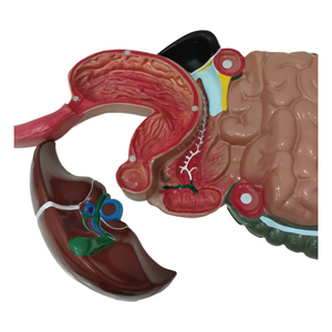 Suministros médicos avanzados Estructura de órganos humanos 3 partes PVC Color Estómago Sistema digestivo Modelo anatómico para entrenamiento de enfermería - Product Image 4