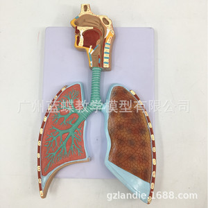 Modèle anatomique du système respiratoire humain ; modèle anatomique en relief du système respiratoire pulmonaire ; modèle anatomique agrandi - Product Image 1