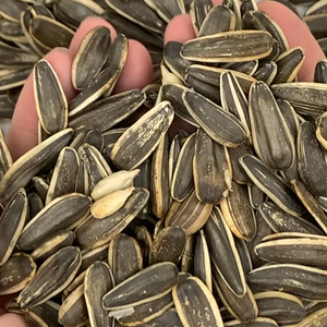 זרעי חמניות קלויים מוסמכים haccp 500 גרם/1 ק "ג ארוז בתפזורת מקורי בריא טעם בסגנון מיובש איכות נבדק - Product Image 4