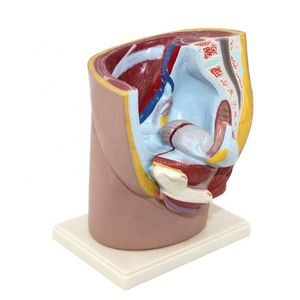 Modèle anatomique de section pelvienne humaine KyrenMed, modèle de système reproducteur en 2 parties, pour femmes et hommes - Product Image 1