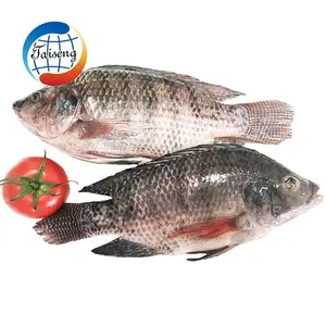 EISBLEIBER schwarzer Tilapia-Fisch ganz rund zu verkaufen