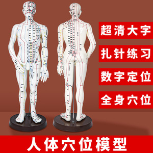 Modelo de Acupuntura Huayikang, Cuerpo Humano de PVC para Enseñanza Médica con Brazos Giratorios - Product Image 5