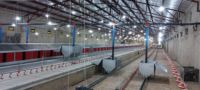 Nichoirs manuels automatiques pour œufs de poule Nichoir pour ferme avicole Nichoir pour pondre des œufs Rouler pour ramasser des poules