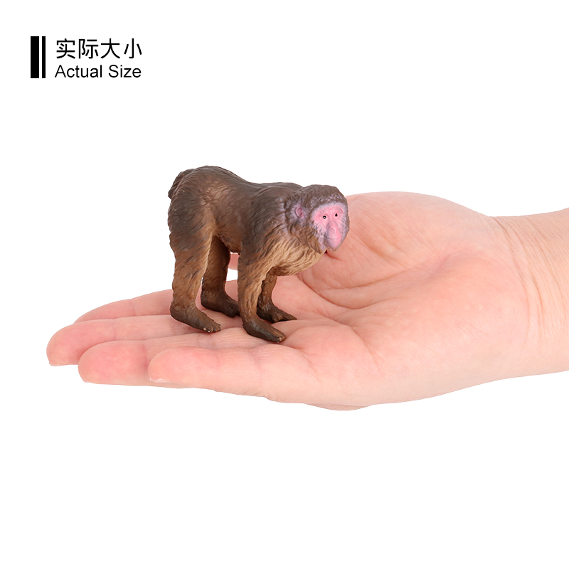 3609 Macaco