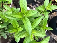 KAIYANGE Tisane Feuille de menthe poivrée Menthahaplocalyx Menthe séchée Feuilles écrasées Feuilles de menthe poivrée Tranches de thé Thé à la menthe poivrée séchée