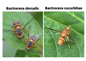 Trampa McPhail |   Bola atrapamoscas de larga duración para huertos y jardines, con efecto de 6 meses - Product Image 3