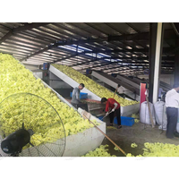 Costo de la Máquina Secadora de Cebollas en Sudáfrica, Deshidratación de Cebollas para Exportación, Máquina Secadora de Banda de Calidad con Vapor