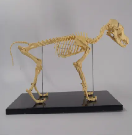 Tierschund-Hunde-Skelettmodell Anatomie Herdwirtschaft Veterinärpädagogik-Modelle