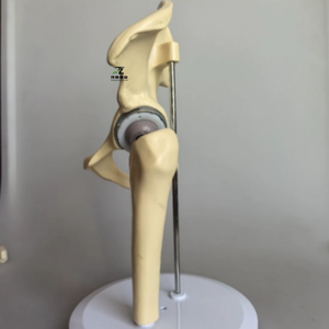แบบจำลองข้อสะโพกเทียมรุ่นใหม่ปี 2025 คุณภาพสูงสำหรับการเรียนการสอนทางการแพทย์ - Product Image 4