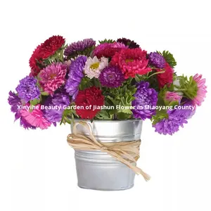 Graines de chrysanthème à double pétale, naines, huileuses, faciles à cultiver en extérieur, toutes saisons, cour, Jiangxi, Chine - Product Image 5