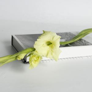 Bunga Gladiolus Segar Potong Berkualitas Tinggi Ekspor dari Cina 10 Tangkai 80-100cm untuk Dekorasi Meja Rumah, Rangkaian Bunga, Buket, DIY - Product Image 5