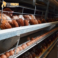 Équipement avicole entièrement automatique de type H pour l'élevage de poules pondeuses