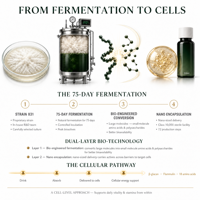 Mélange liquide d'extrait de Ginseng Rouge, Maca, Huître, Concombre de mer, Racine de Bardane, Polygonatum, Goji et Igname chinoise