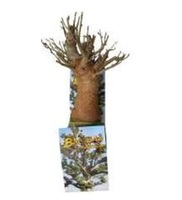 Fabricant de produits de décoration intérieure uniques en forme d'arbres Baobab, aimants pour réfrigérateur personnalisés