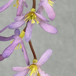 Rama de Orquídea Colgante, Flor Artificial Hecha a Mano de Alta Calidad, Decoración Realista para el Hogar, para Graduación, Navidad, Año Nuevo Chino - Product Image 6