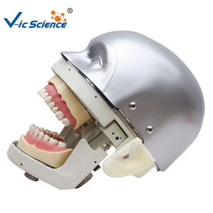 Mannequin dentaire senior avec modèle de torse, simulateur de tête pour la formation dentaire - Product Image 5