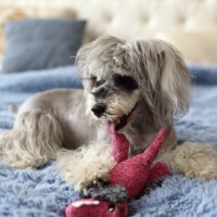 Animal de compagnie en gros, écologique, peluche douce et Durable, peluche froissée, dinosaure à prunier, chien couineur, jouet drôle