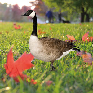 Bán Buôn Canada Inflatable Tuyết Ngỗng Săn Bắn Mồi Đầy Đủ Cơ Thể Vỏ Nổi Đứng Hình Bóng Đốm Grey Cho Canada Săn Bắn - Product Image 4