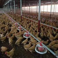 Équipement d'élevage avicole : Cage à poules pondeuses de type A avec système automatique à vendre