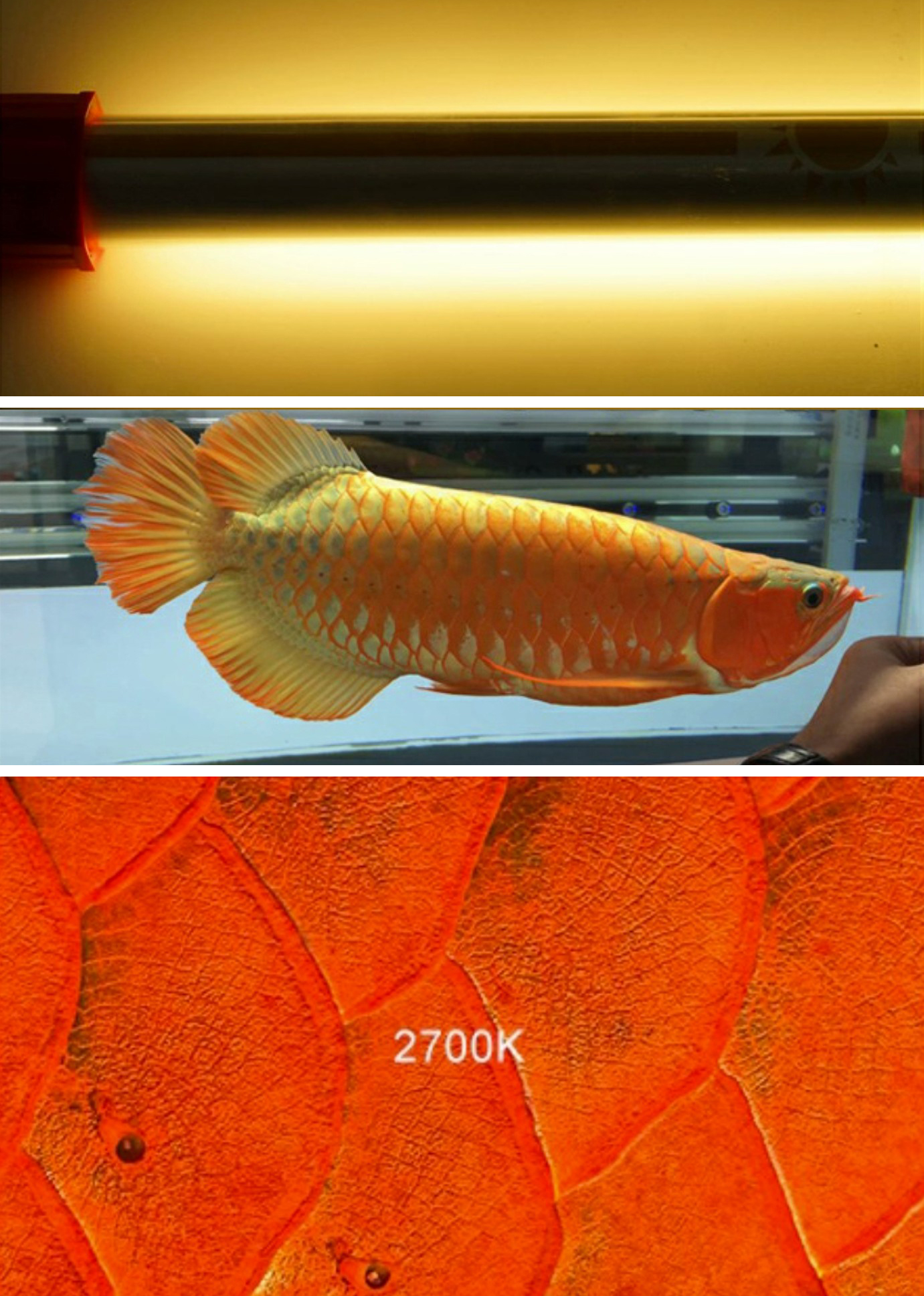 Three Primary Color T5 Arowana Tanning Light - 2700K to 16000K
