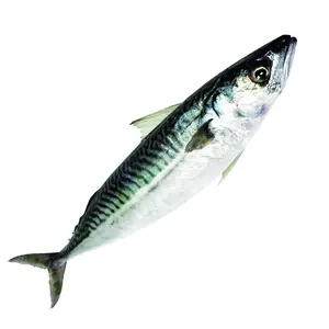 L138优质北太平洋鲭鱼日本冷冻北太平洋鲭鱼价格优惠