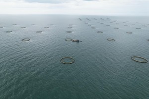 Augmentez vos revenus en aquaculture ! Nos cages à poissons en HDPE transforment un investissement judicieux en un retour sur investissement stable et élevé. - Product Image 5
