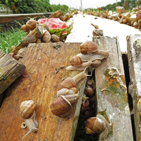 Serre agricole en plastique à double couche, mini-serre pour l'agriculture