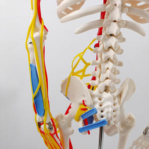Modelo de Esqueleto Humano de 85 cm con Nervios, Venas y Arterias, Cráneo Extraíble, Mandíbula Móvil, Incluye Soporte para Enseñanza Médica - Product Image 2