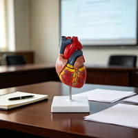 Modèle de cœur humain avec étiquettes numérotées et couvercle amovible - Matériel PVC YUYUE MM-00605 Outil d'enseignement de l'anatomie