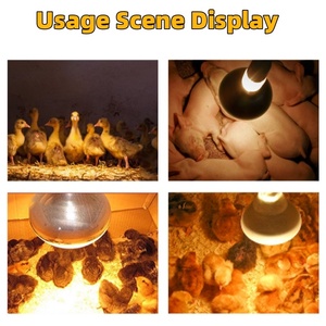 Bóng Đèn Hồng Ngoại Nuôi Heo Con Bóng Đèn Nhiệt Tiết Kiệm Năng Lượng Chống Thấm Nước - Product Image 6