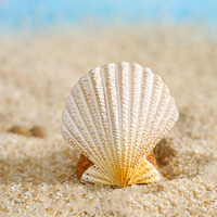 Mini figurines de plage en résine, planches de surf, voiliers, mouettes, coquillages, ornements pour micro-paysages, scènes de bord de mer DIY, décorations de bureau, Diwali