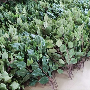 SGS certificado clasificada fuego artificial verde hojas ficus falso hoja árbol grande. - Product Image 5