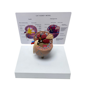 Modelo de Anatomía de Riñón de Gato (Saludable vs Patológico) - Herramienta de Enseñanza Veterinaria para la Demostración de la Estructura Renal y las Enfermedades - Product Image 2