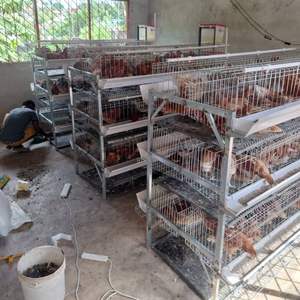 Cages à poulet de couche de type h à 4 niveaux pour volaille avec bac à fumier - Product Image 6