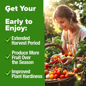 100% không biến đổi gen gia truyền cà chua lợn nái Húng Quế gói đa dạng bao gồm anh đào Roma Zebra Chậu hoa trồng - Product Image 6