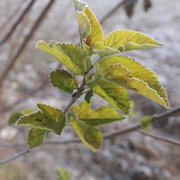 Extrait de feuille de mûrier sauvage, herbe séchée naturelle, authentique, traditionnel, botanique, pour le bien-être quotidien