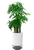 Kit de germination de superaliments biologiques avec système d'arrosage du sol écologique Pots numériques au design moderne pour la croissance des plantes à la maison