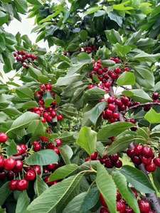Estratto di Polline di Fiori di Ciliegio Dolce a Prezzo di Fabbrica - Materia Prima ad Alta Attività per la Impollinazione di Alberi da Frutto - Product Image 6