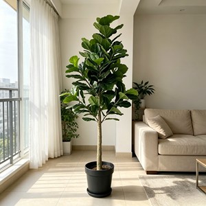 300cm Tall Fiddle-leaf fig – Eco-Friendly Plant for Wedding & Event Decoration - Product Image 4
